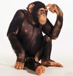 packgod roasts - Sound