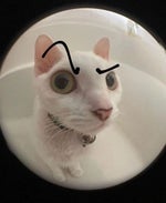 Berserk Skeleton Meme