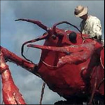 IS THAT A MAN RIDING A SHRIMP!?