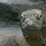 si un pinche dragon de comodo - Sound