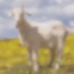 glass cleaning meme sound