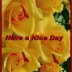 yellow rose of texas part 3