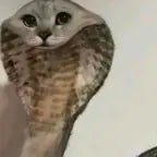 spider-man 2099 stare prowler