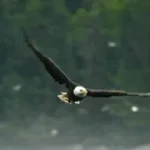 eagle