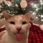 chess titans win/draw