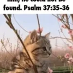 when your cat is stuck on a tree