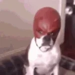 LET THE DEVIL OUTTTT