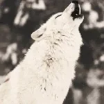 Wolf Howl