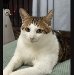 In the beninging - Sound