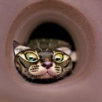 Hmmm, let's play hide and