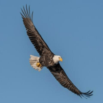 Eagle Earrape