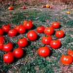 Prices of tomatoes increased d