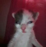 v09044g40000d1i6ohnog65uqqtps8k0