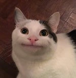 suzuzambasu made with Voicemod technology