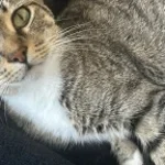 Nuts audios (NOT BYP YET)