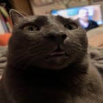 meow remix super sigma - Sound