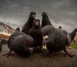 Minecraft Villager Miley Cyrus Party In The U S A Official Vide