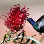 Modern Talking Cheri Cheri Lady (Official Music Video)6