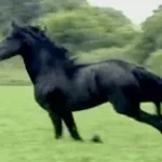 Black Horse poika