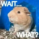 Guinea Pig Olympics2