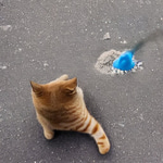 we live we love  smurf cat