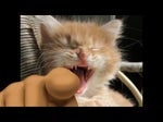 Gato Rindo