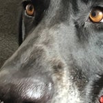 Vine boom Sound Effect