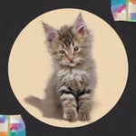 C7rsed discord kittens