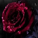 Recording 02/22/26 00:48:31