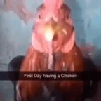 chicken beatbox - Sound