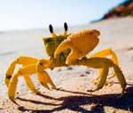 yippe crab