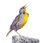 villager lava chicken