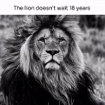 the lion does not concern himself