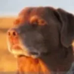 mais vous ette pas trole