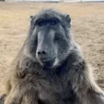 Lospollostv_ on vrchat