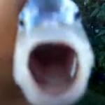 Killer Fish