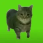 oo ee a e a Cat Green Screen