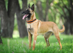 Dog Sniffing Sounds HD