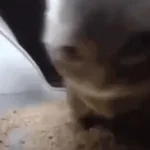 chipi chipi chapa chapa