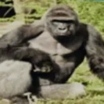 Blabbering Monkey (copy)