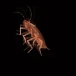 La cucaracha