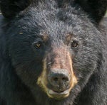 grilled cheese obama sandwich