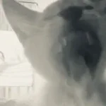 where did i go wrong?