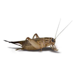 Crickets Silence Sound Effect