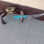 crab