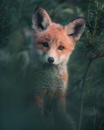 darktek les kassos official