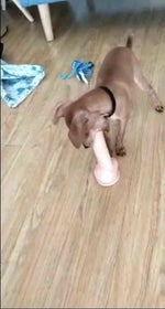 Dalawang Beses Na Yan! Sound Effect Meme for Vlogs