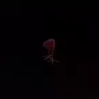 the screams of the dammed