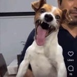 Crazy Dog Laugh Meme