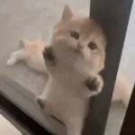 kitty